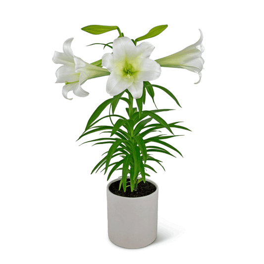 Easter Lily Plant