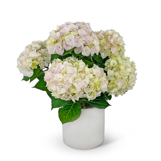 Blush Hydrangea Plant