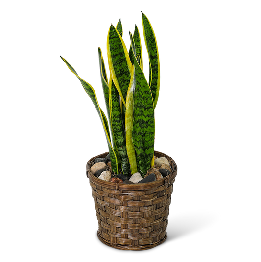 Sansevieria Plant in Basket