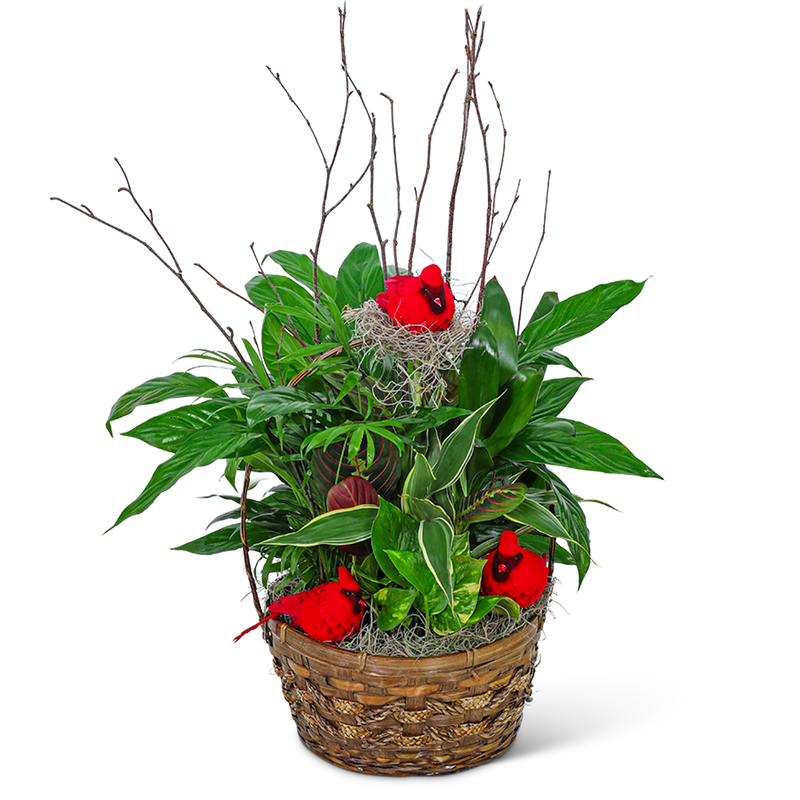 Dish Garden with Cardinals