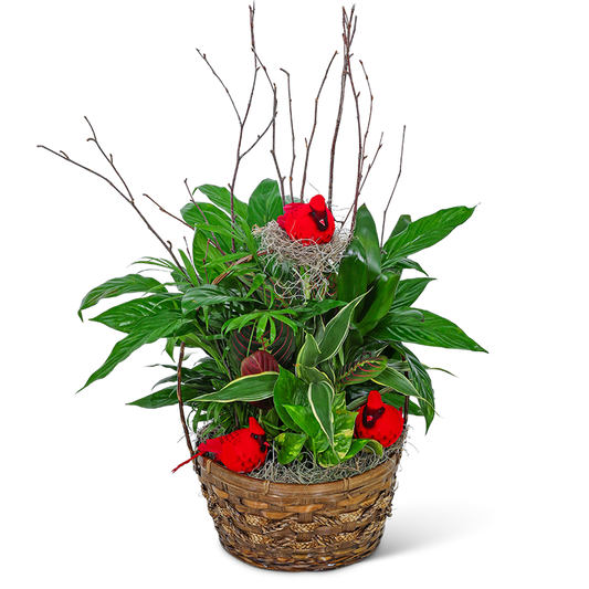 Dish Garden with Cardinals