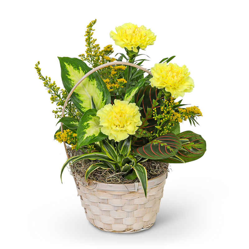 Dish Garden with Yellow Florals