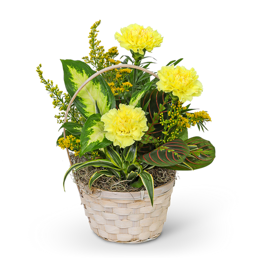 Dish Garden with Yellow Florals