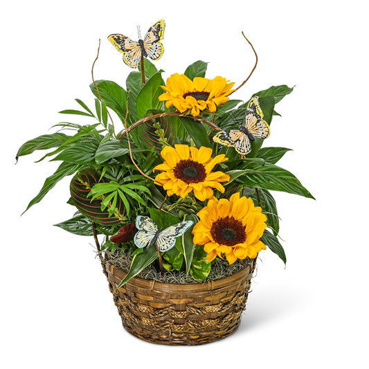 Dish Garden with Sunflowers and Butterflies