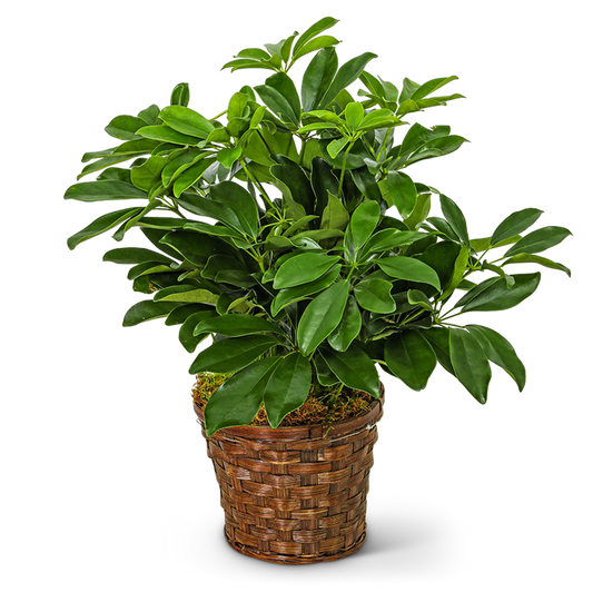 Miniature Schefflera Plant