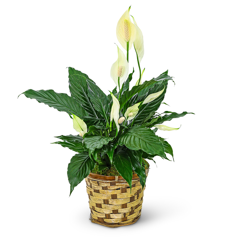 Tranquility Peace Lily Plant