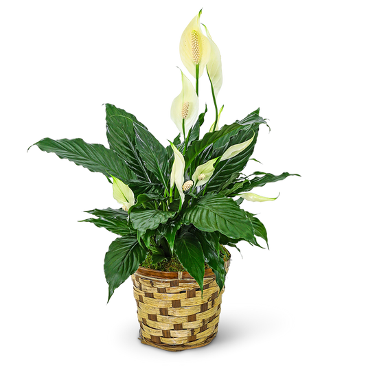 Tranquility Peace Lily Plant