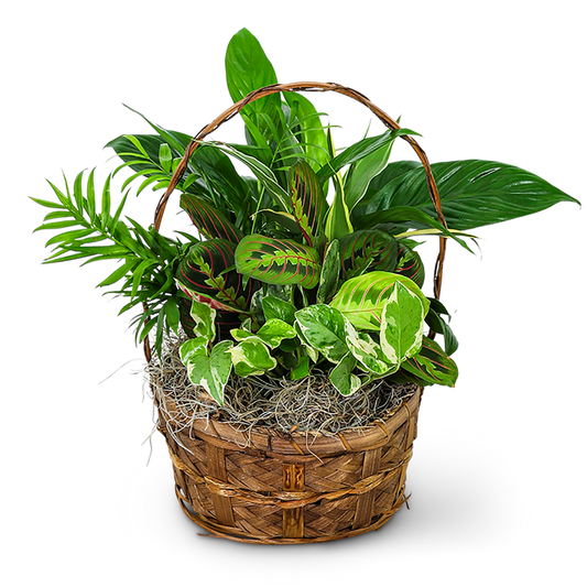 Evergreen Oasis Dish Garden