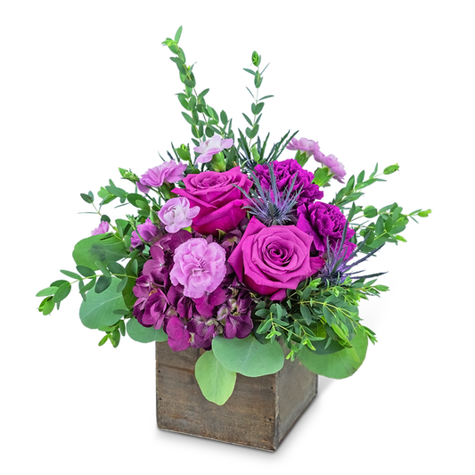 Violeta