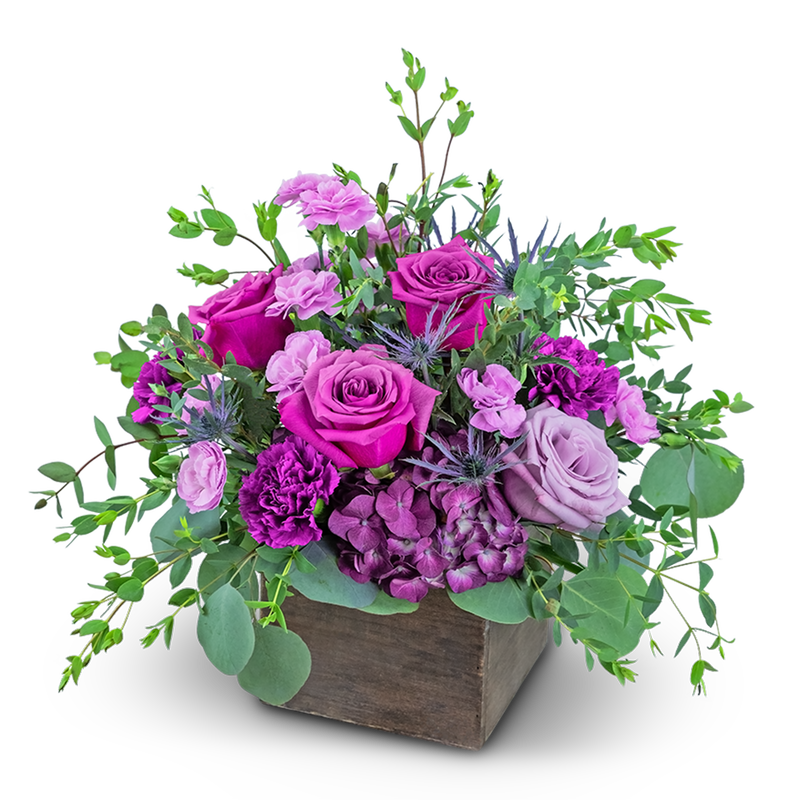 Violet Harmony