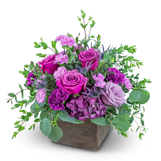 Violet Harmony