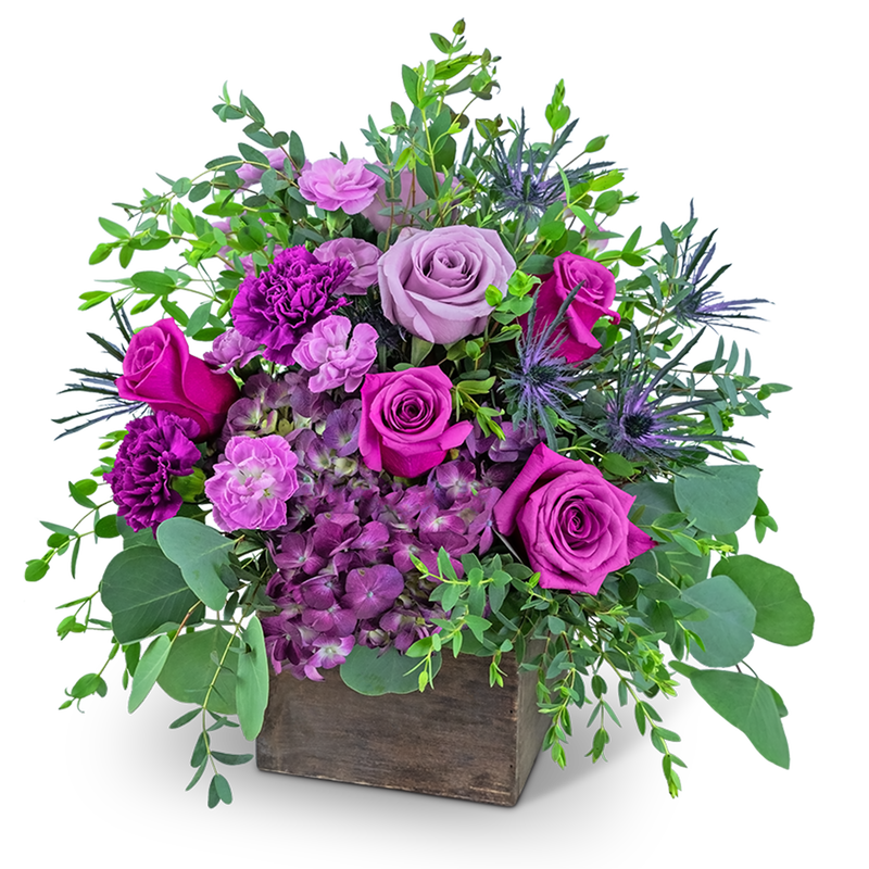 Posh Violet