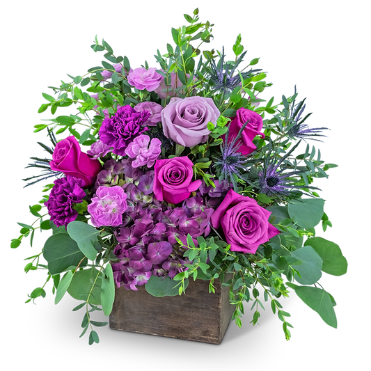 Posh Violet
