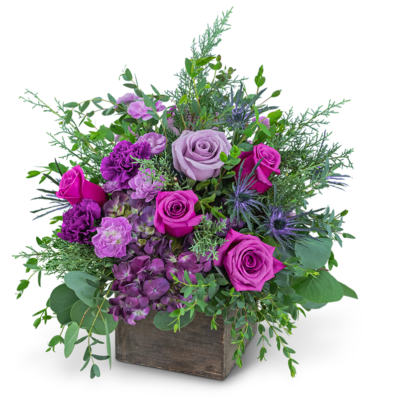 Violet Enchantment