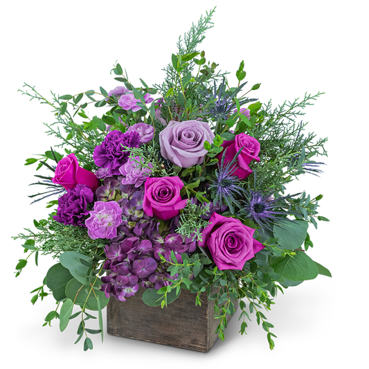 Violet Enchantment