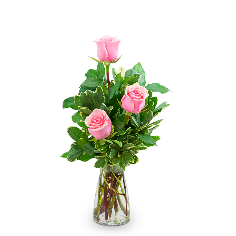Pink Roses (3)