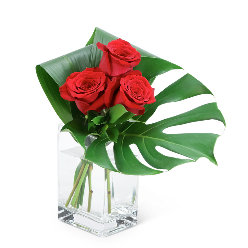 Modern Roses (3)
