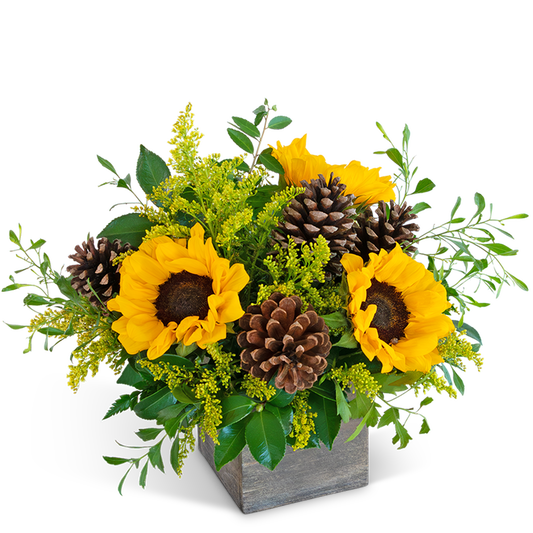Harvest Sunburst Beauty