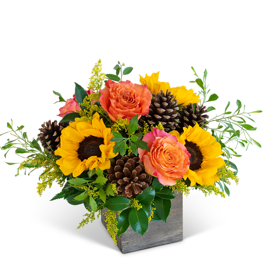 Harvest Sunburst Harmony
