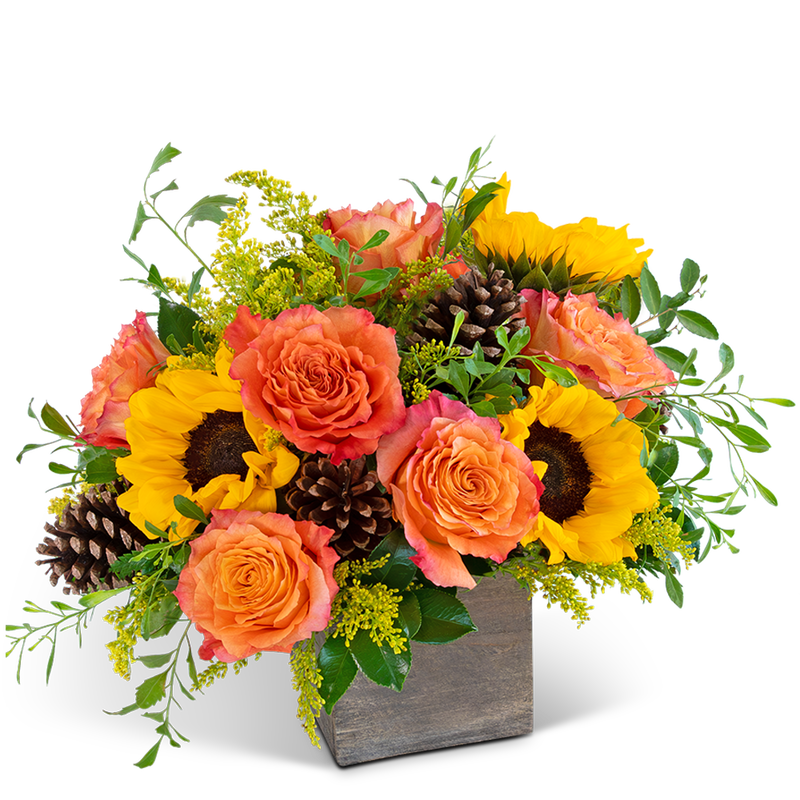 Harvest Sunburst Luxe