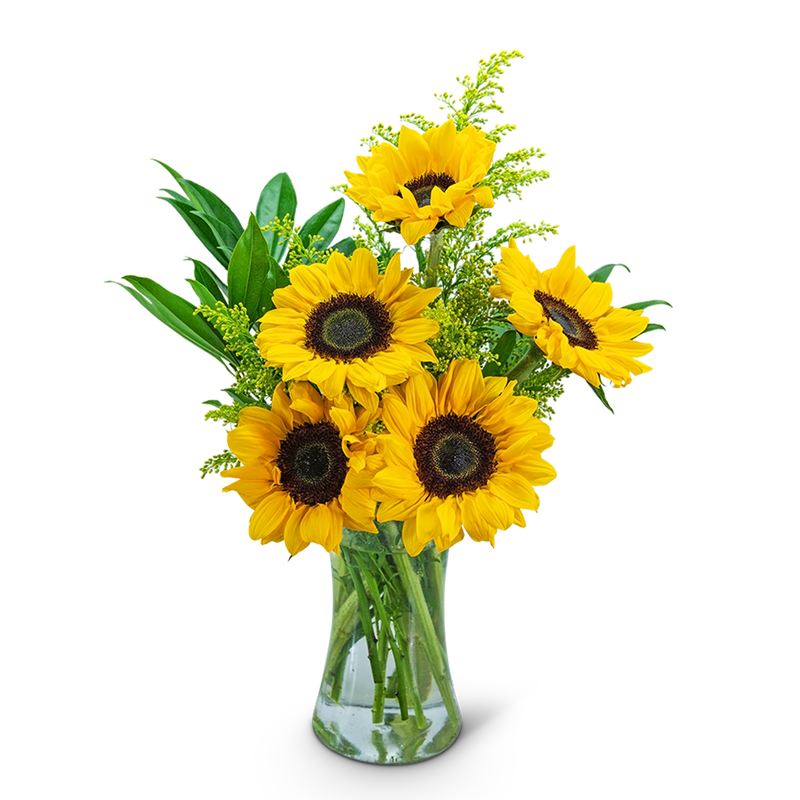 Sunflower Sunshine
