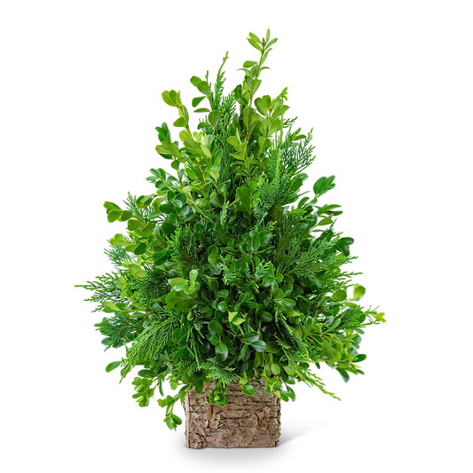 Boxwood Simplicity Tree
