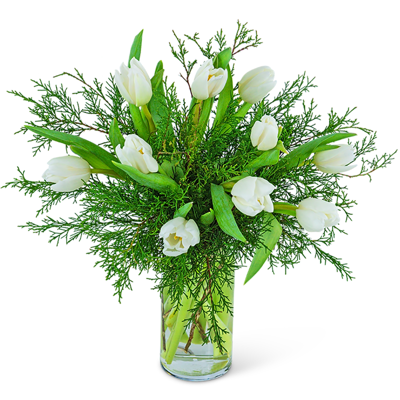 Winter White Tulips