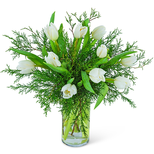 Winter White Tulips