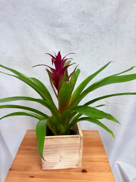 Blooms in a box