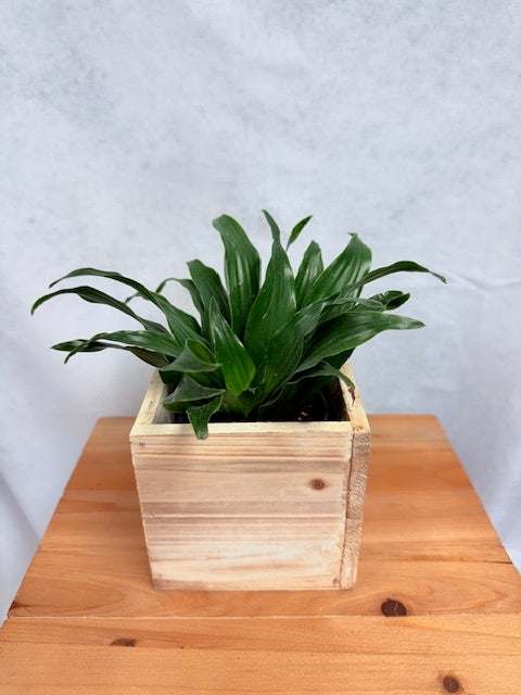 Green Plant in wood box