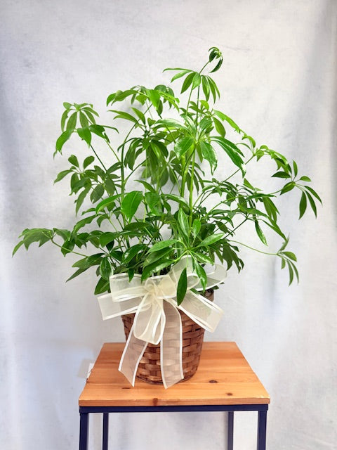 6" Schefflera With Basket