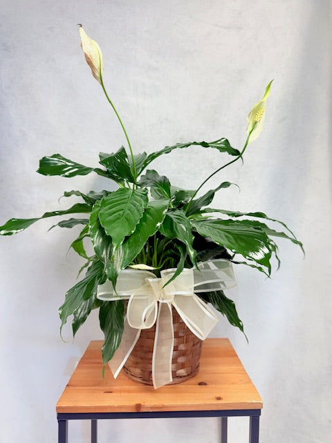 Peace Lily With Basket