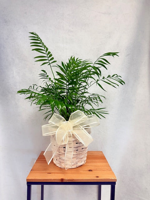 6" Bella Palm With Basket