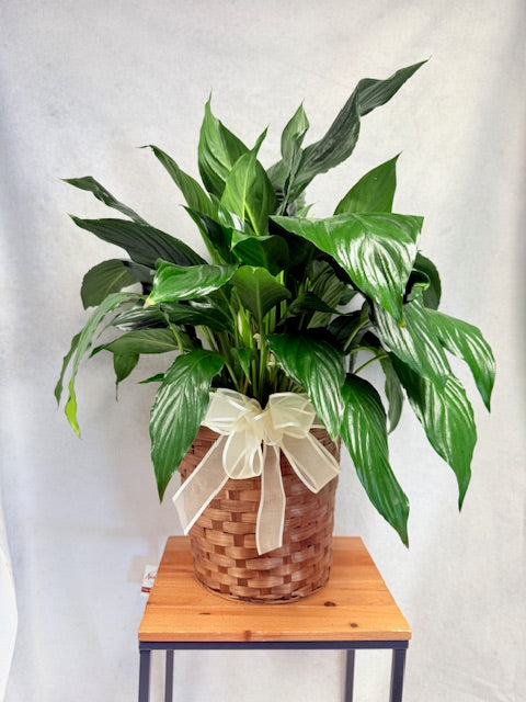 8" Peace Lily With Basket