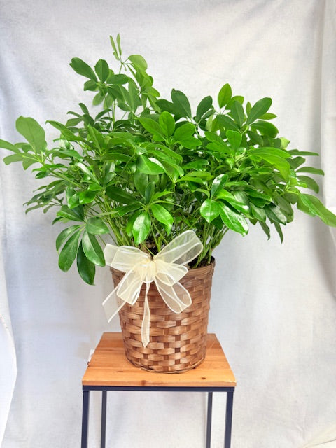 8" Schefflera With Basket