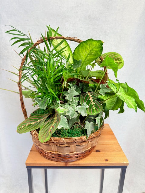 10" Dish Garden