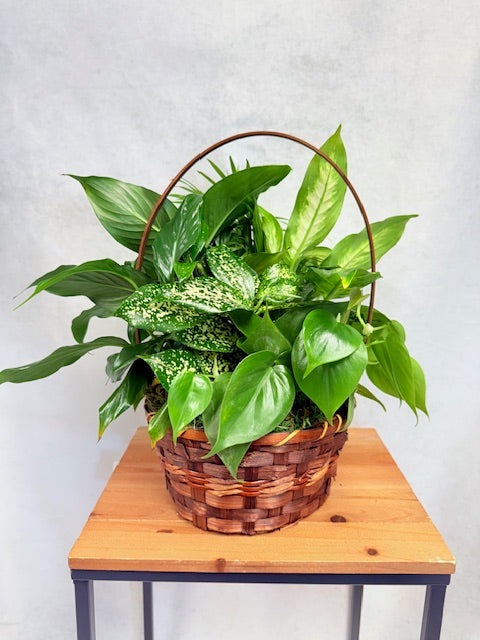 8" Dish Garden