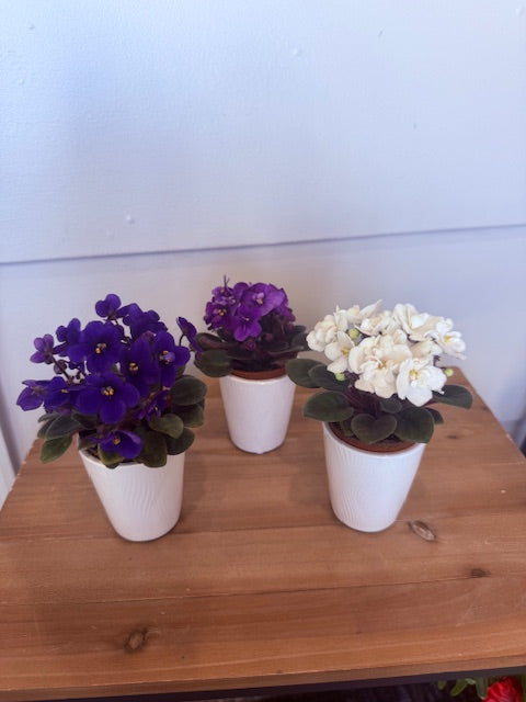 Mini African Violet