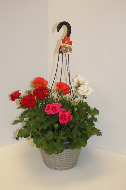 Geranium Hanging Basket 12"