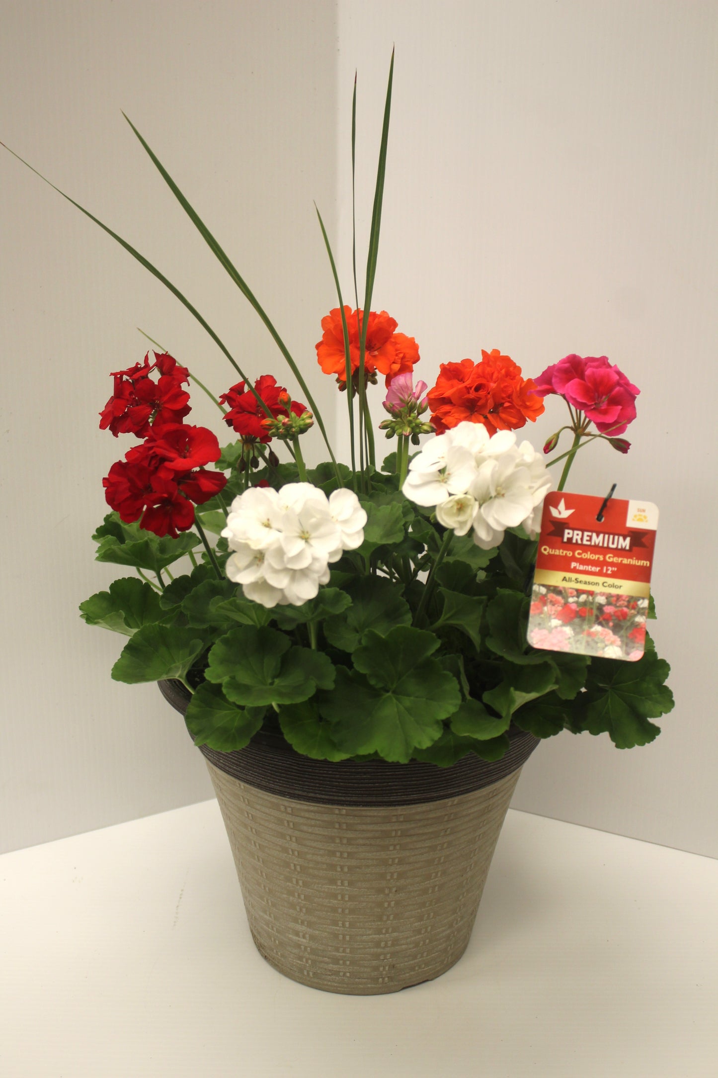 Geranium Planter 12"
