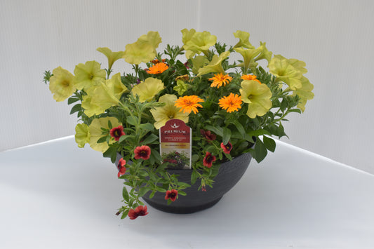 Spring Harmony Garden 12" Planter