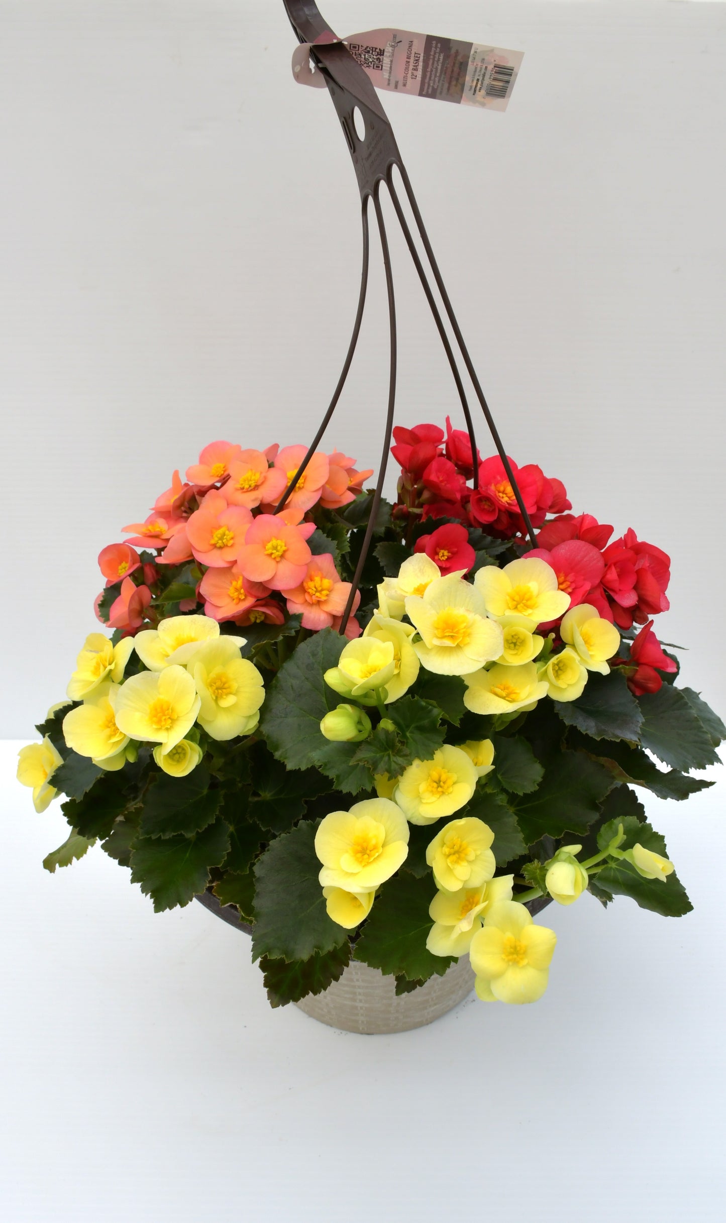 Multicolor Begonia 12" Hanging Basket