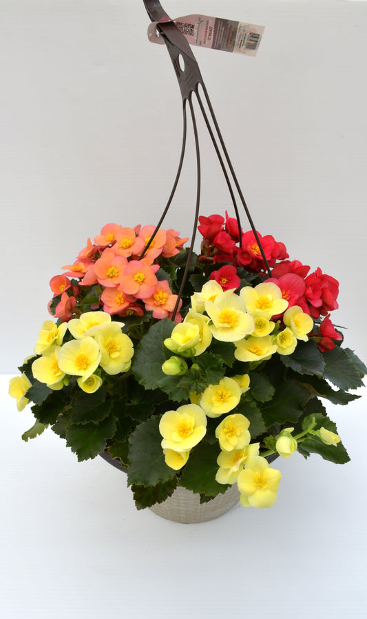 Multicolor Begonia 12" Hanging Basket